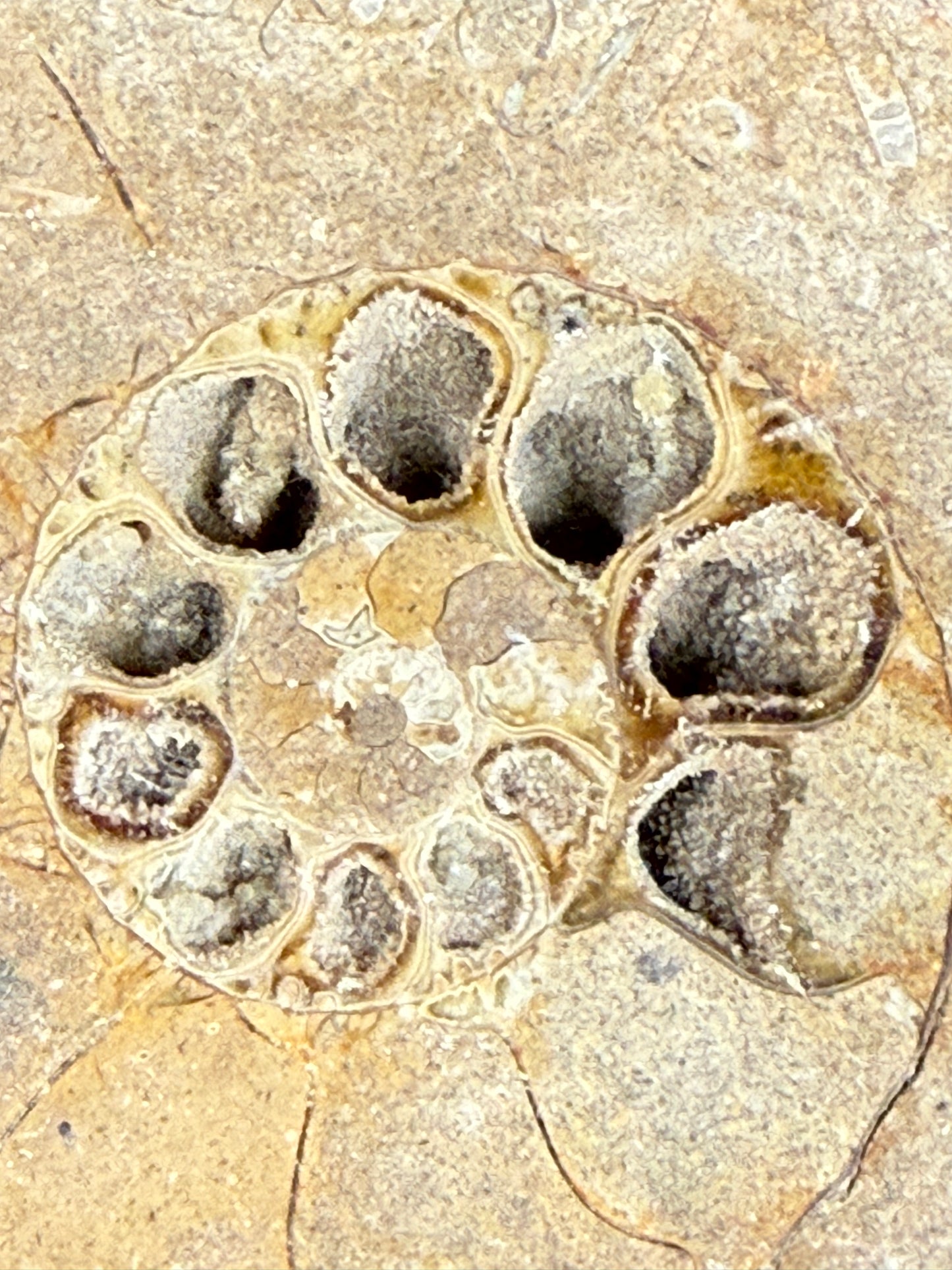 Fossile d'ammonite