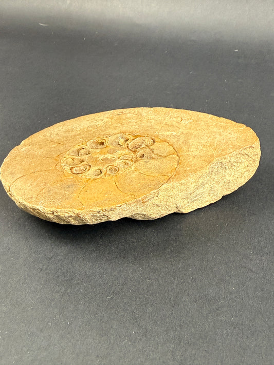 Fossile d'ammonite