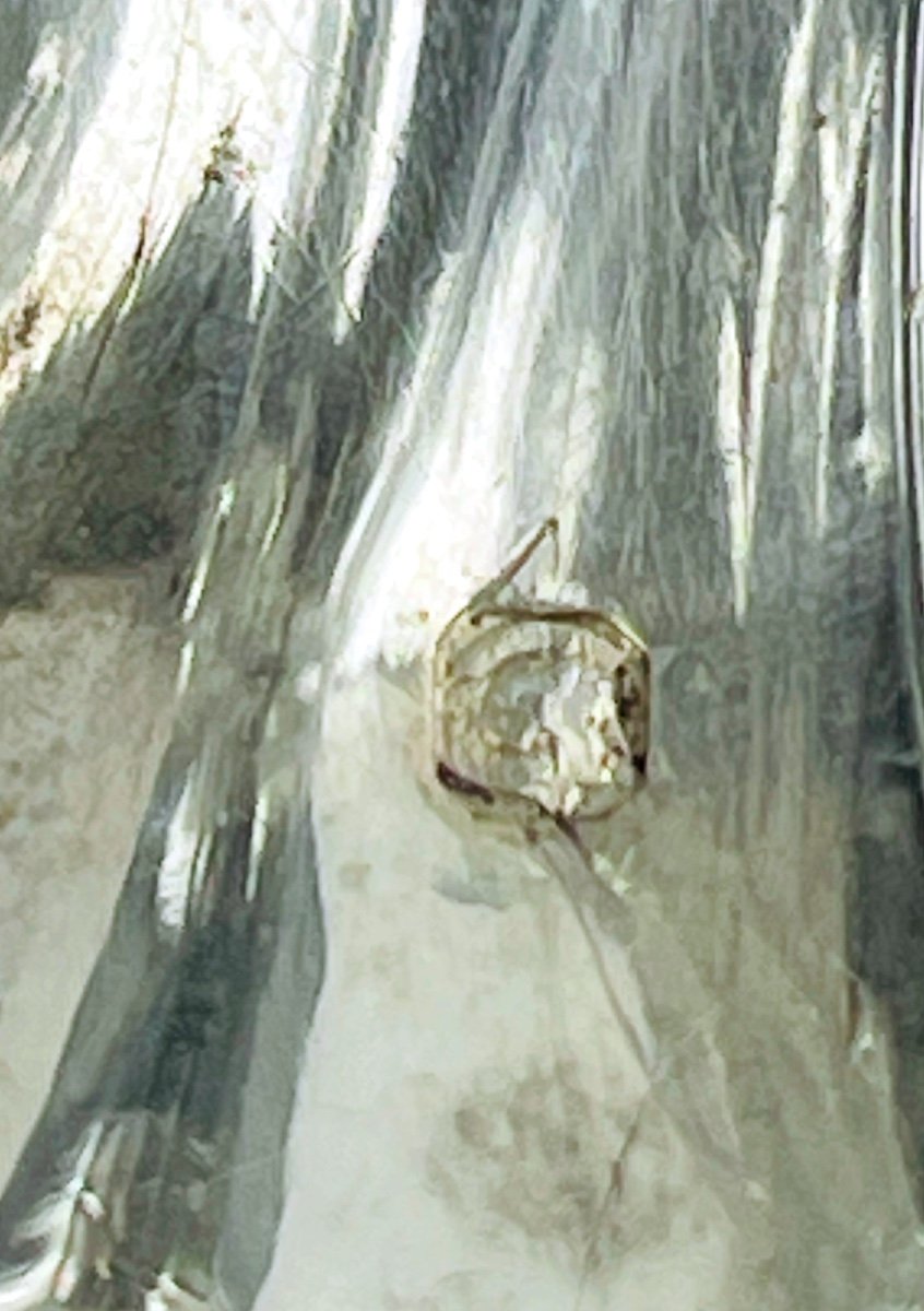 Alphonse Debain — Saleron en cristal et argent massif — photo 5