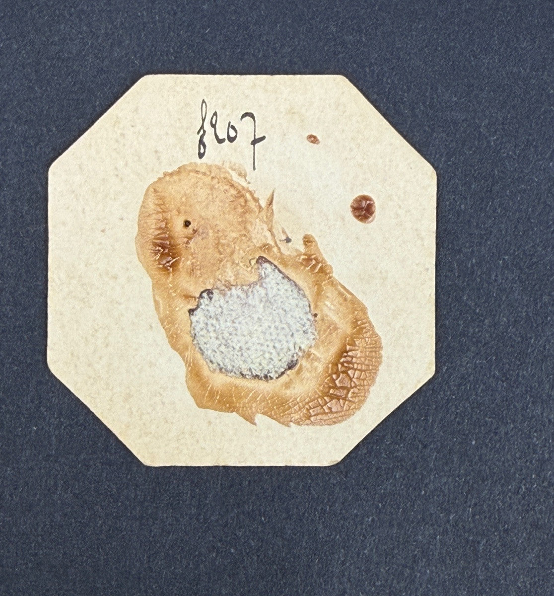 Deux sceaux en cire, famille Plantavit de la Pauze — photo 5