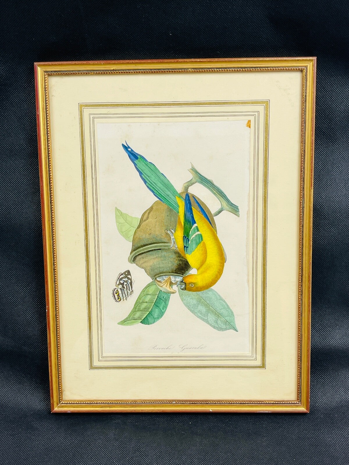 Belle gravure Nature Jardin IV Perruche Guaruba