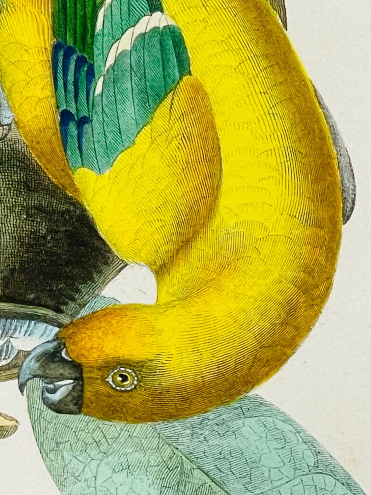 Belle gravure Nature Jardin IV Perruche Guaruba