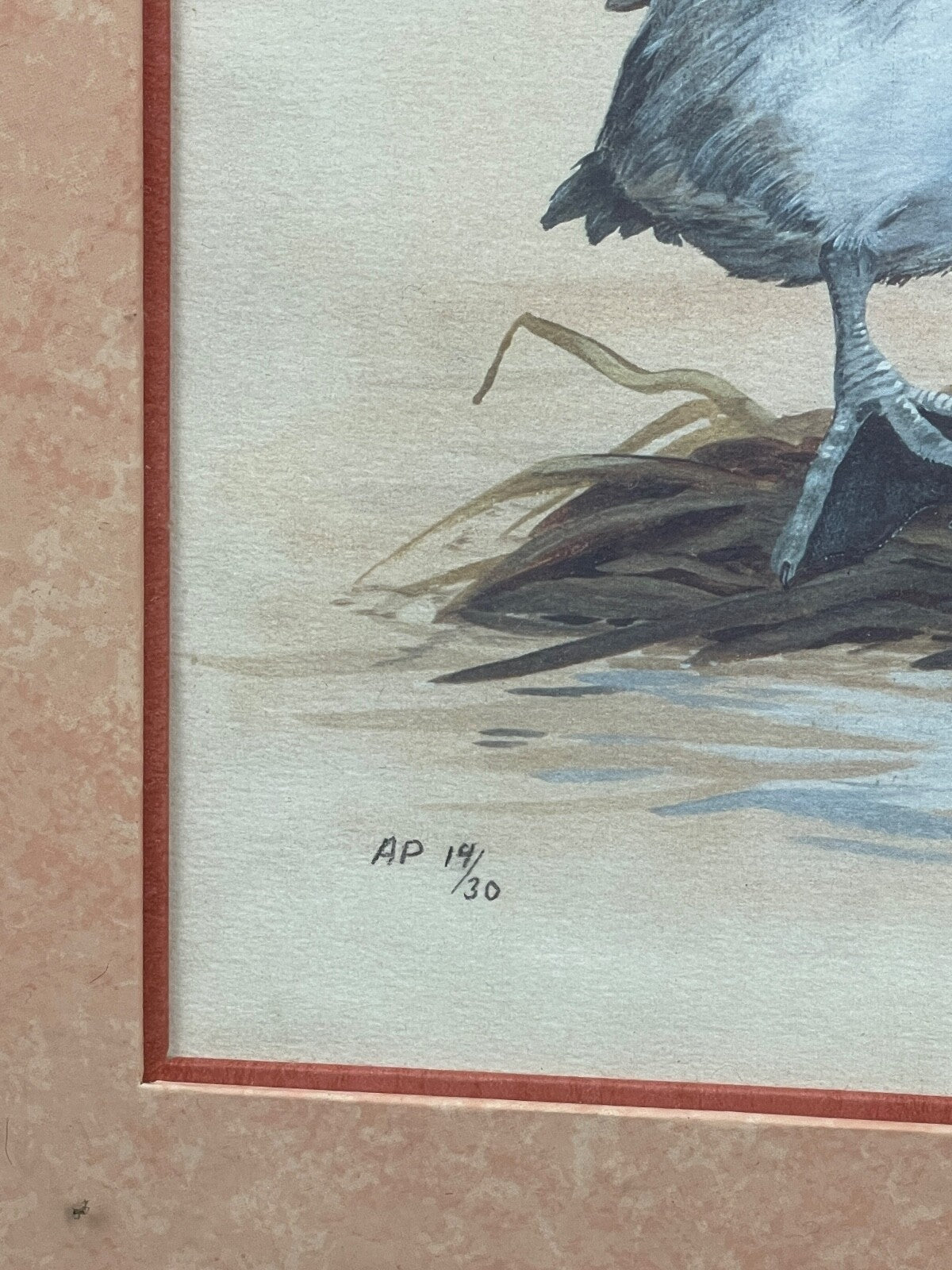 Reproduction lithographie canard  par Doughty