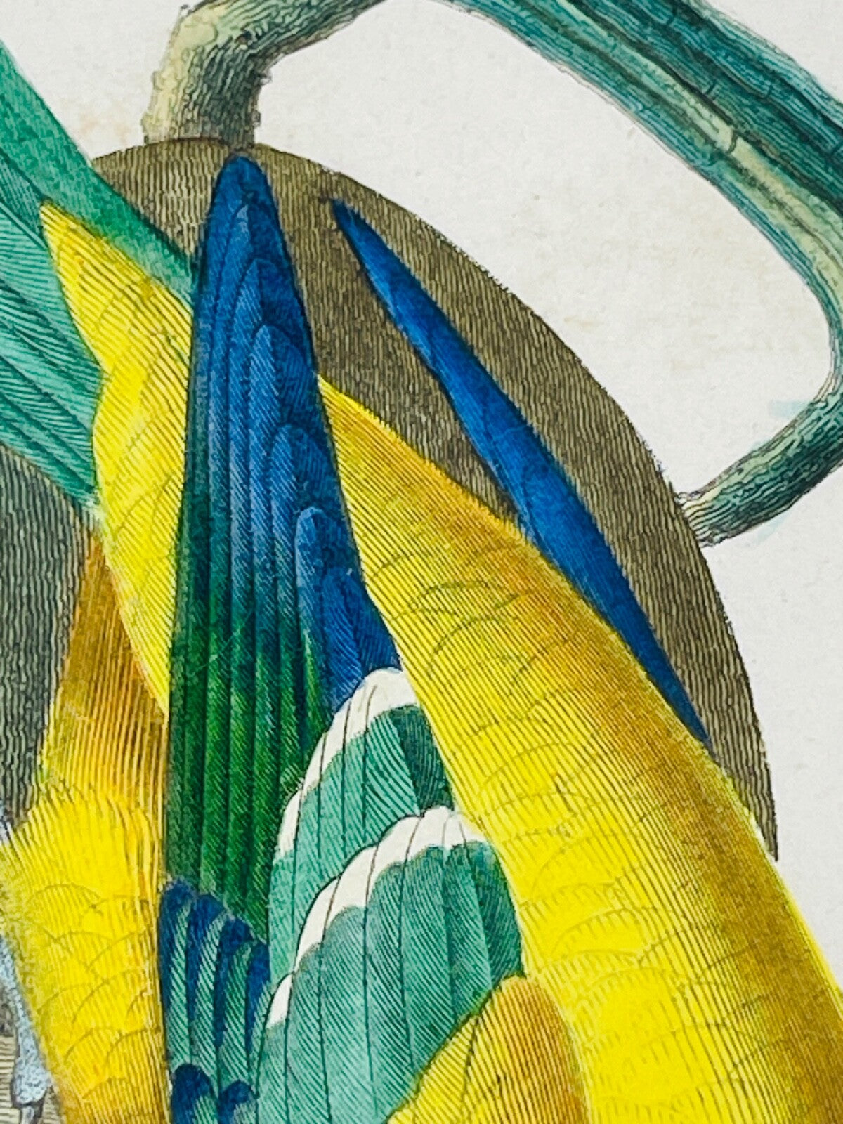 Belle gravure Nature Jardin IV Perruche Guaruba