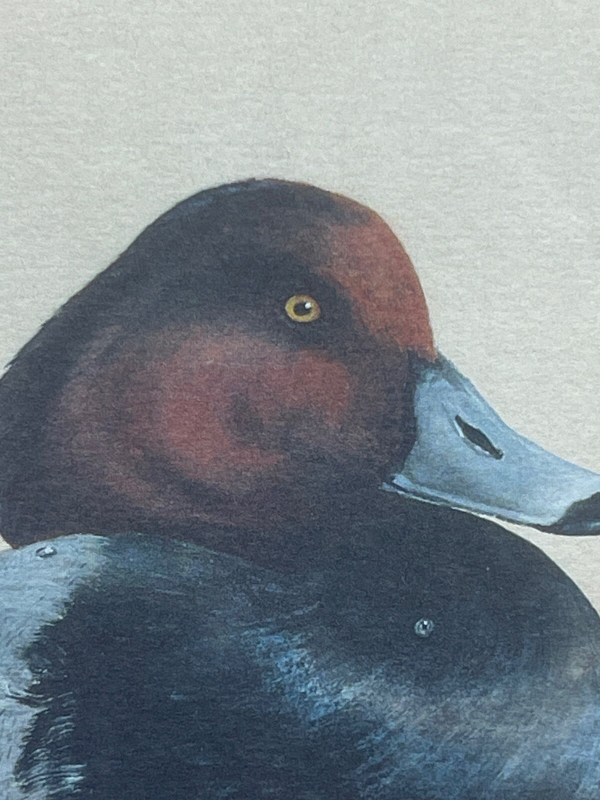 Reproduction lithographie canard  par Doughty