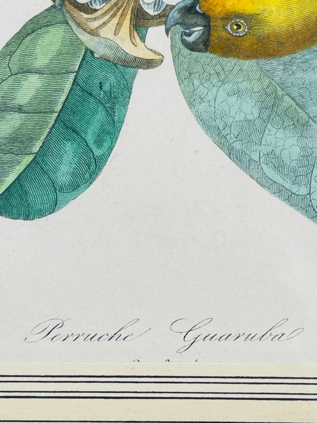 Belle gravure Nature Jardin IV Perruche Guaruba