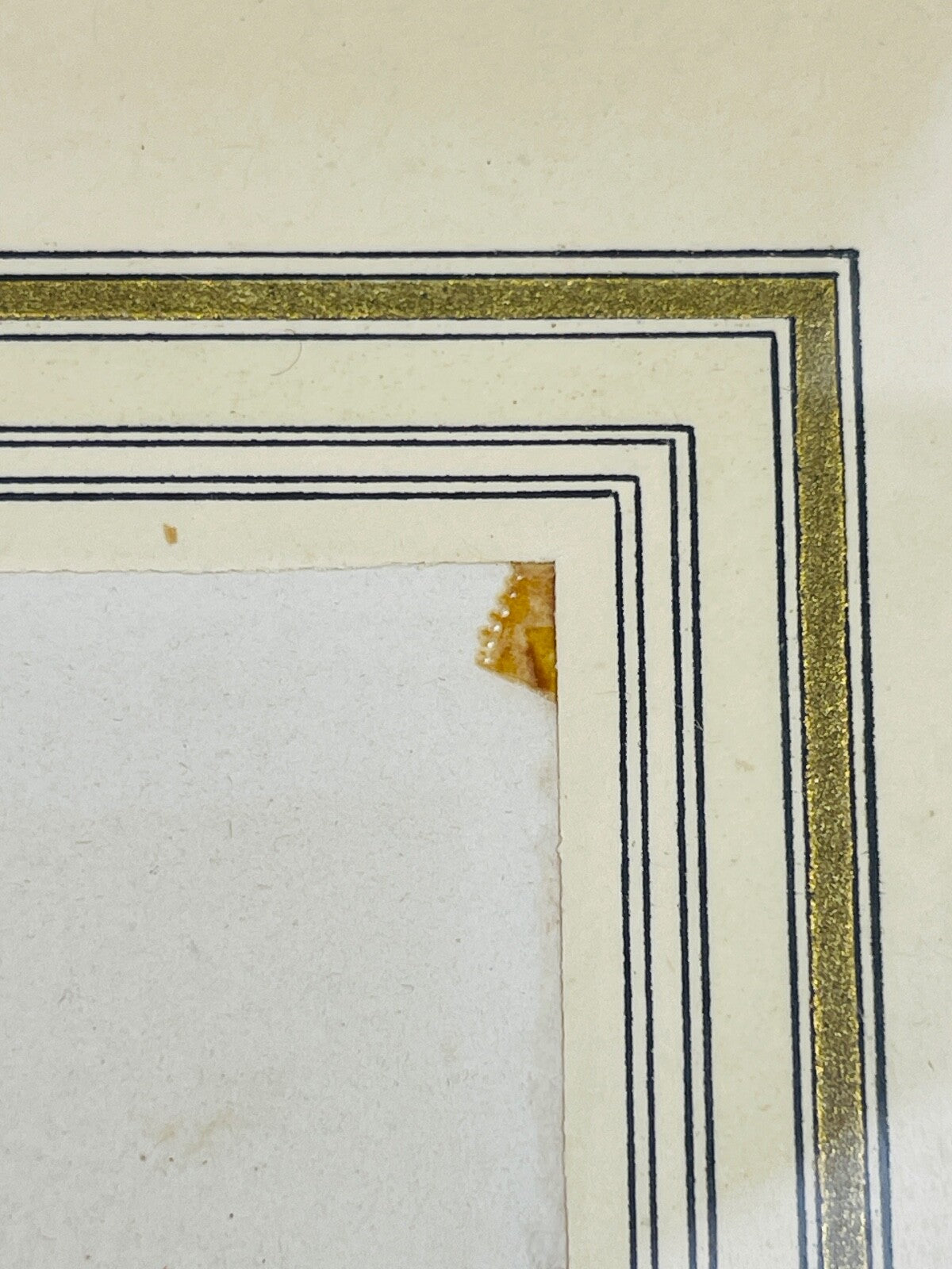 Belle gravure Nature Jardin IV Perruche Guaruba