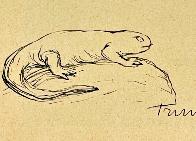 Dessin, Encre, Homme à La Salamandre