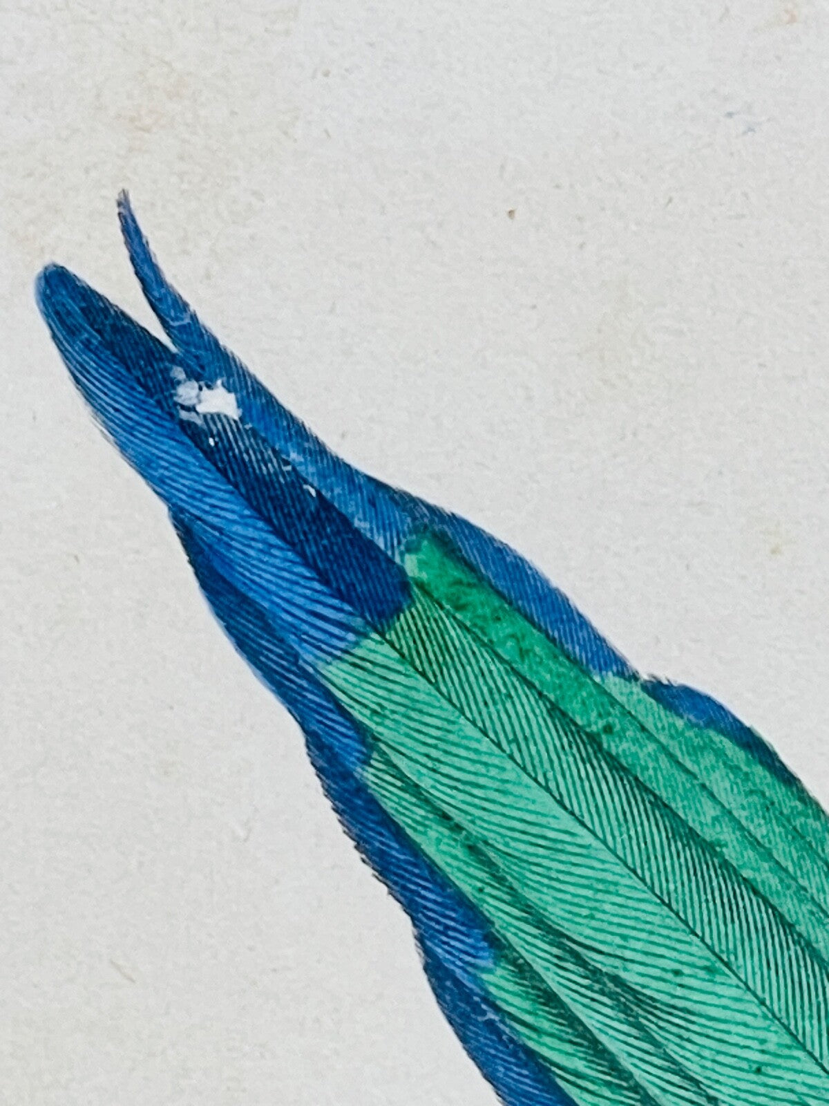 Belle gravure Nature Jardin IV Perruche Guaruba