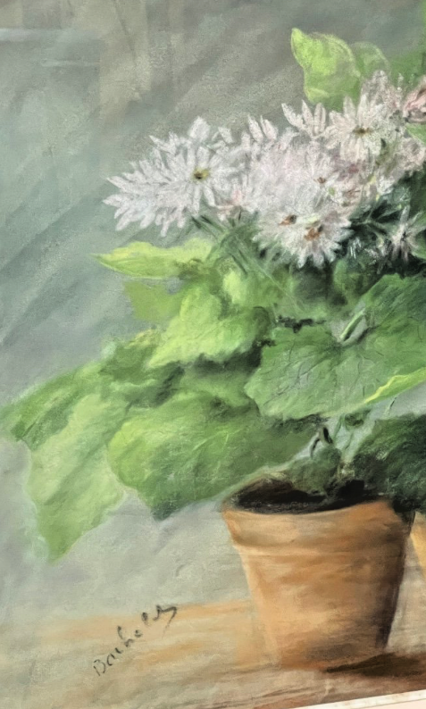 Pastel, Plantes En Pot