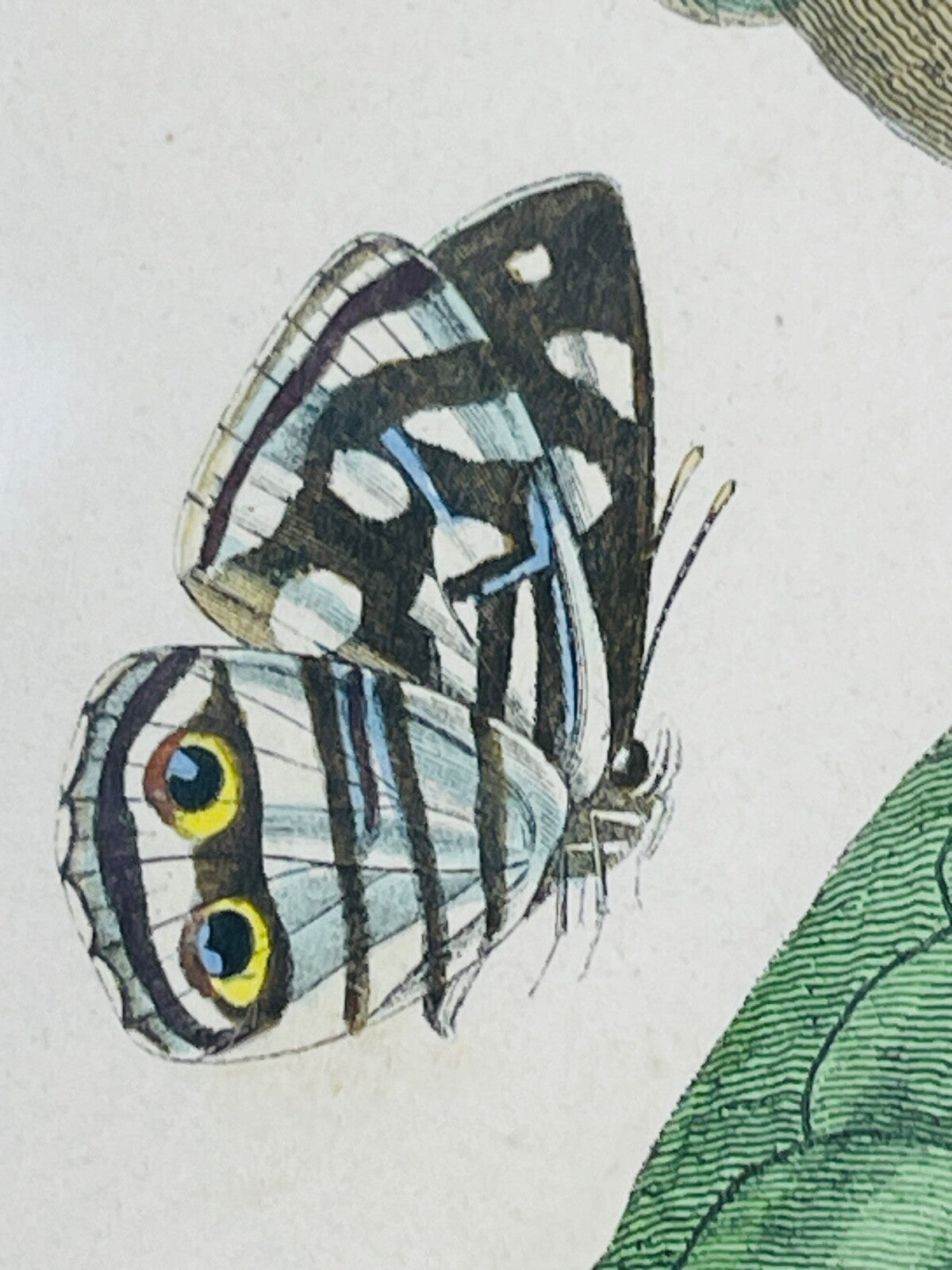 Belle gravure Nature Jardin IV Perruche Guaruba