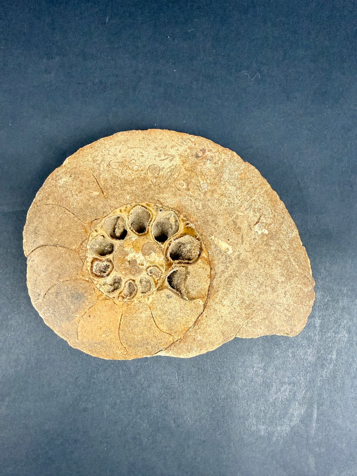 Fossile d'ammonite