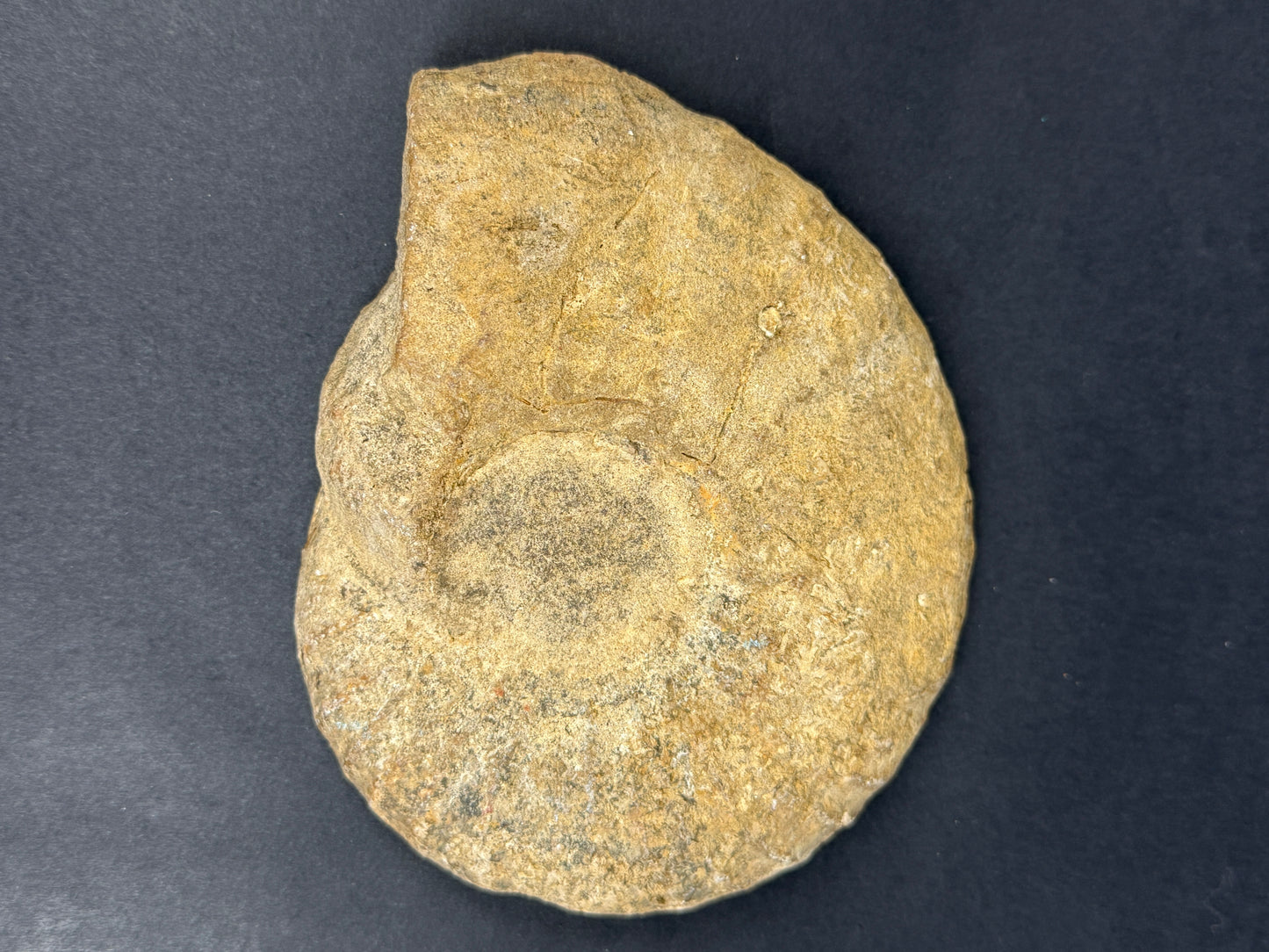 Fossile d'ammonite