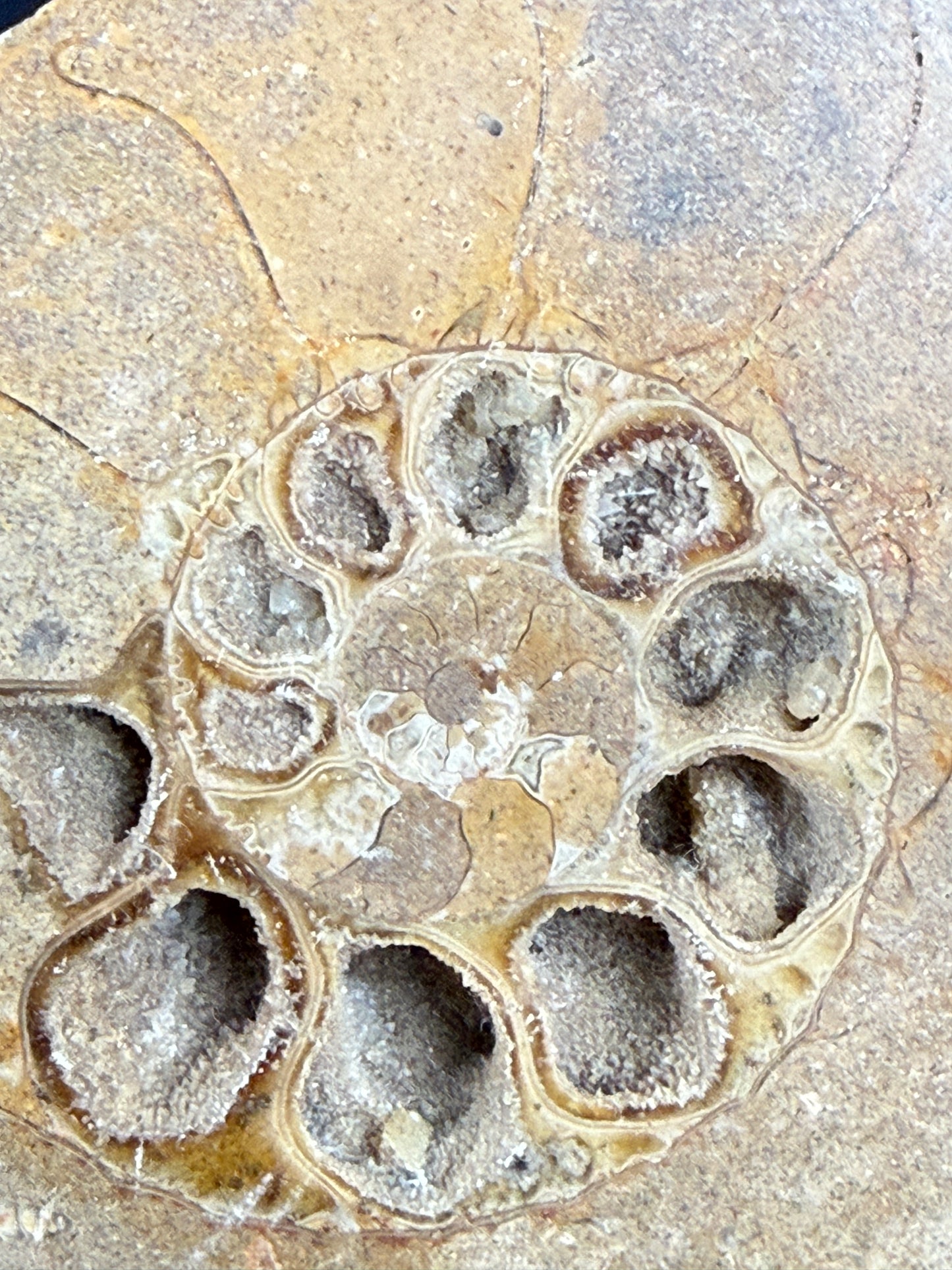 Fossile d'ammonite