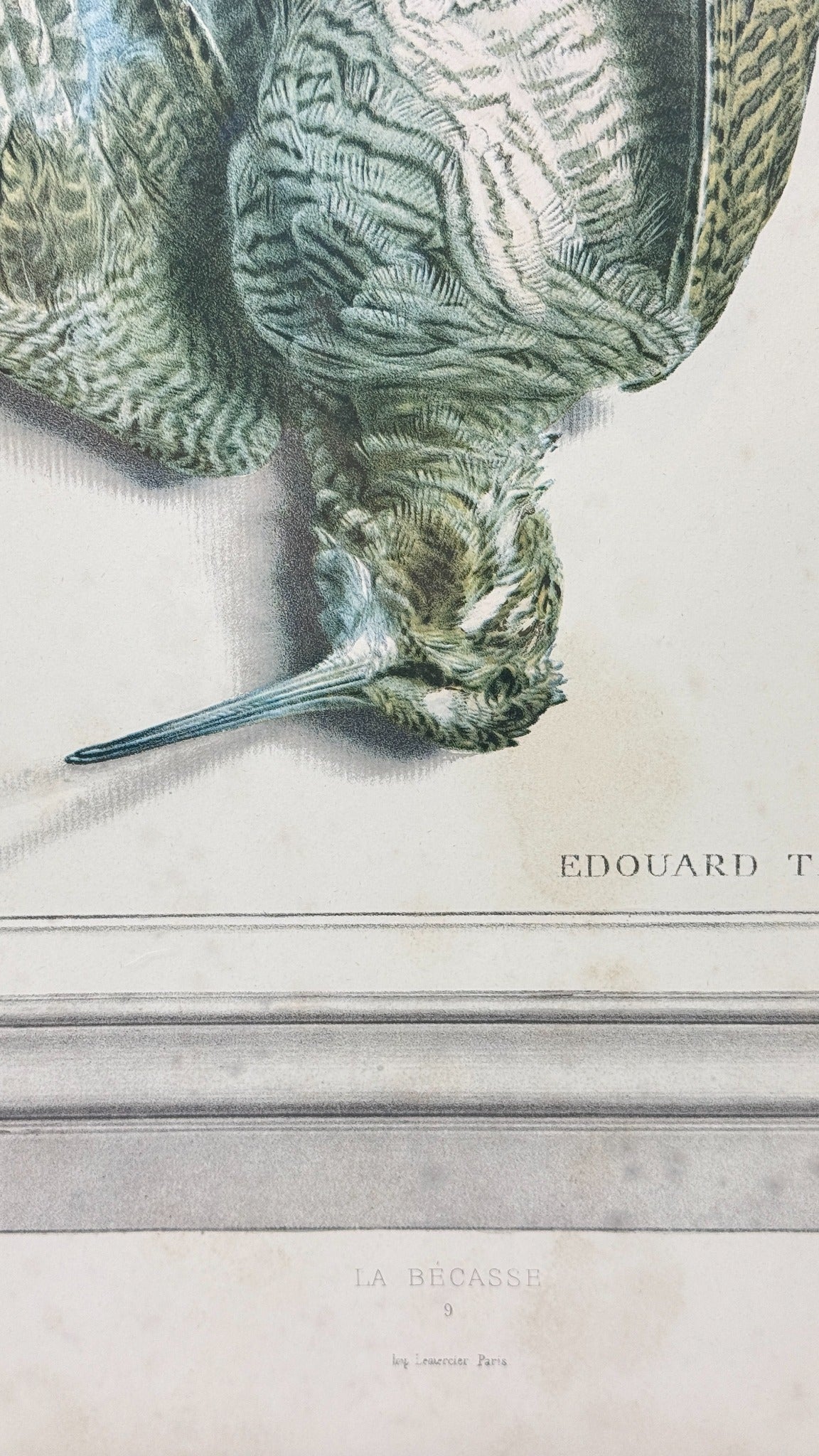 La Bécasse – détail du cadre et de la marge