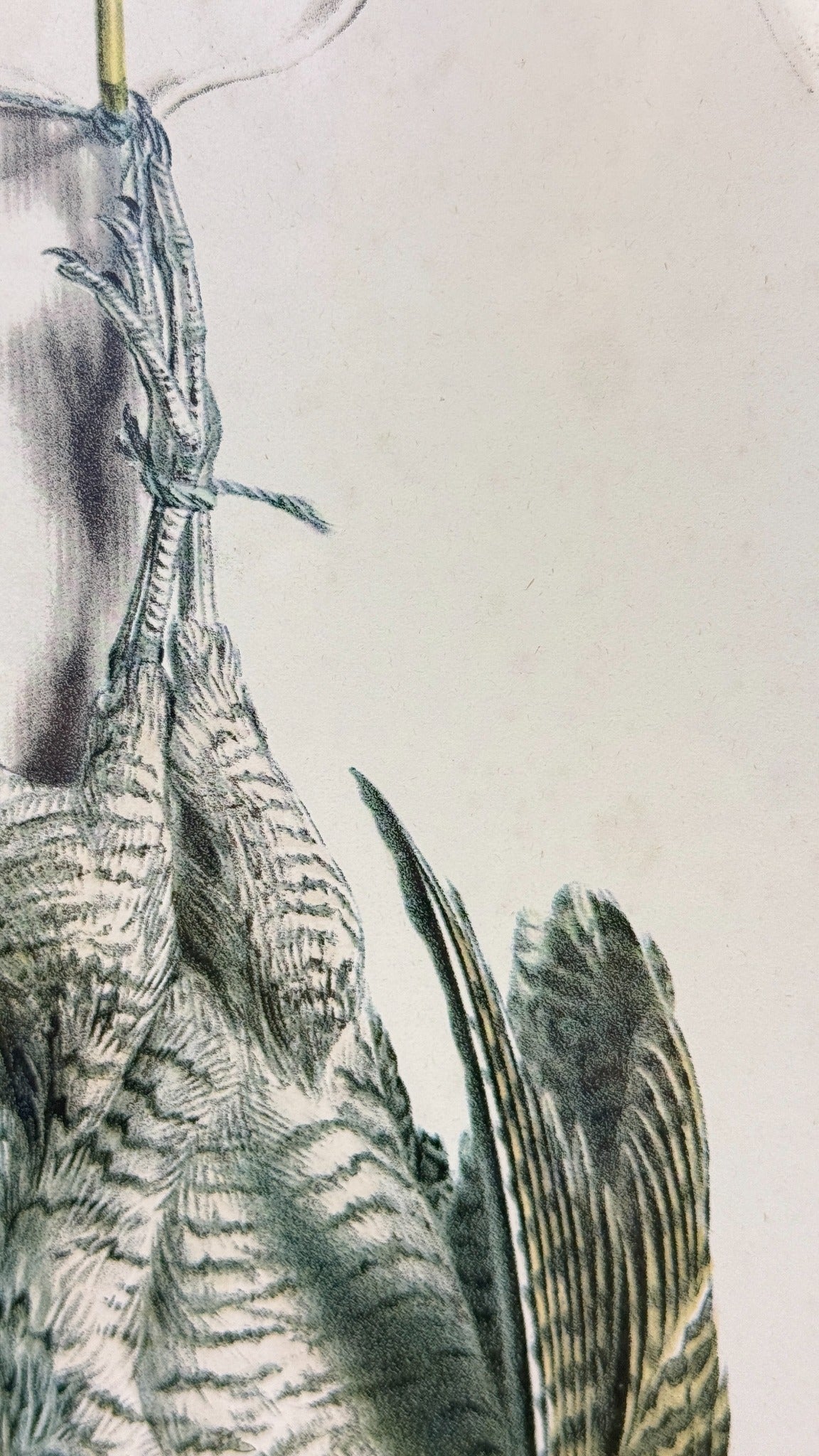 La Bécasse – signature imprimée Édouard Traviès